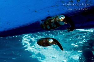 Two Squid under the Boat, Veracruz Mexico by Alejandro Topete 